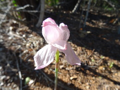 Zephyranthes drummondii