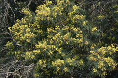 Mimosa scabrella