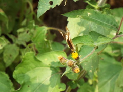 Simsia eurylepis
