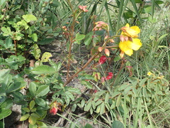 Cochlospermum regium