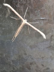 Stenoptilia
