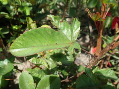 Cochlospermum regium