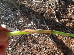 Zephyranthes drummondii