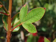 Cochlospermum regium