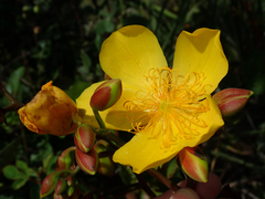 Cochlospermum regium
