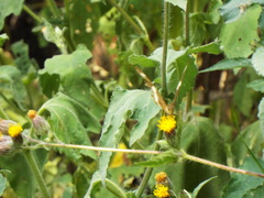 Simsia eurylepis