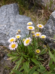 Erigeron eriocalyx