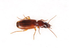 Pseudomasoreus canigoulensis