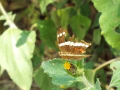 Anartia fatima fatima