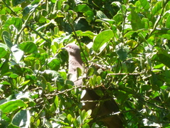 Patagioenas subvinacea