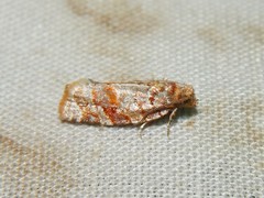 Argyrotaenia tabulana