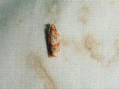 Argyrotaenia tabulana