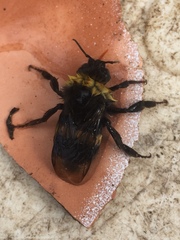 Bombus