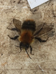 Bombus pascuorum