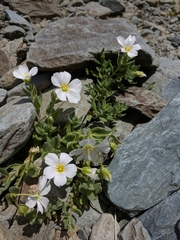 Cerastium lithospermifolium