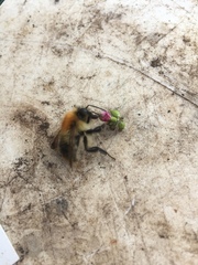 Bombus pascuorum