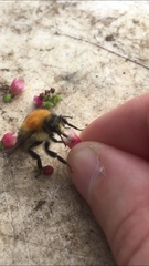 Bombus pascuorum