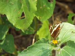 Anartia fatima fatima