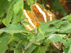 Anartia fatima fatima