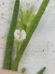 Boechera stricta