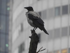 Corvus cornix