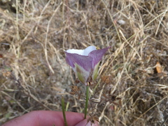 Calochortus argillosus