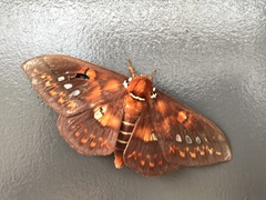 Procitheronia vanschaycki