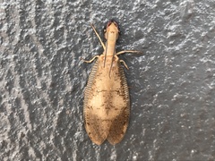 Corydalus flavicornis