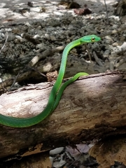 Leptophis ahaetulla