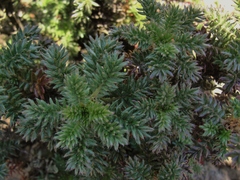 Acaena trifida