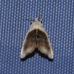 Lipocosmodes fuliginosalis