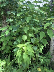 Malvaviscus penduliflorus