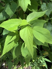 Malvaviscus penduliflorus