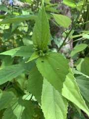 Malvaviscus penduliflorus