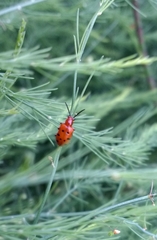 Crioceris duodecimpunctata