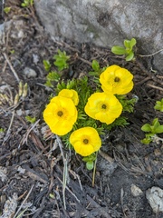 Ranunculus adoneus