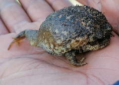 Breviceps gibbosus