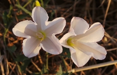 Calystegia macrostegia