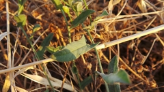 Calystegia macrostegia
