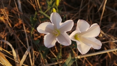 Calystegia macrostegia