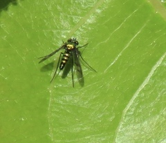 Condylostylus occidentalis