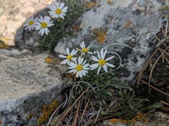 Erigeron cronquistii