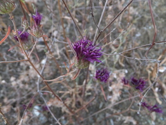 Monardella douglasii