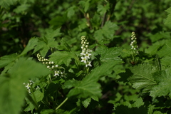 Ribes hudsonianum petiolare
