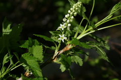 Ribes hudsonianum petiolare