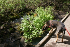 Ribes hudsonianum petiolare