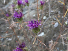 Monardella douglasii
