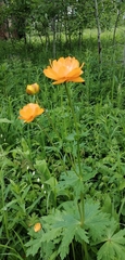 Trollius