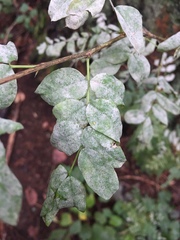 Erysiphe palczewskii