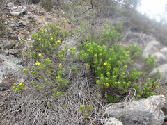 Gutierrezia espinosae